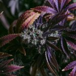 Preserving Potency: Best Practices for Storing CBD Flower