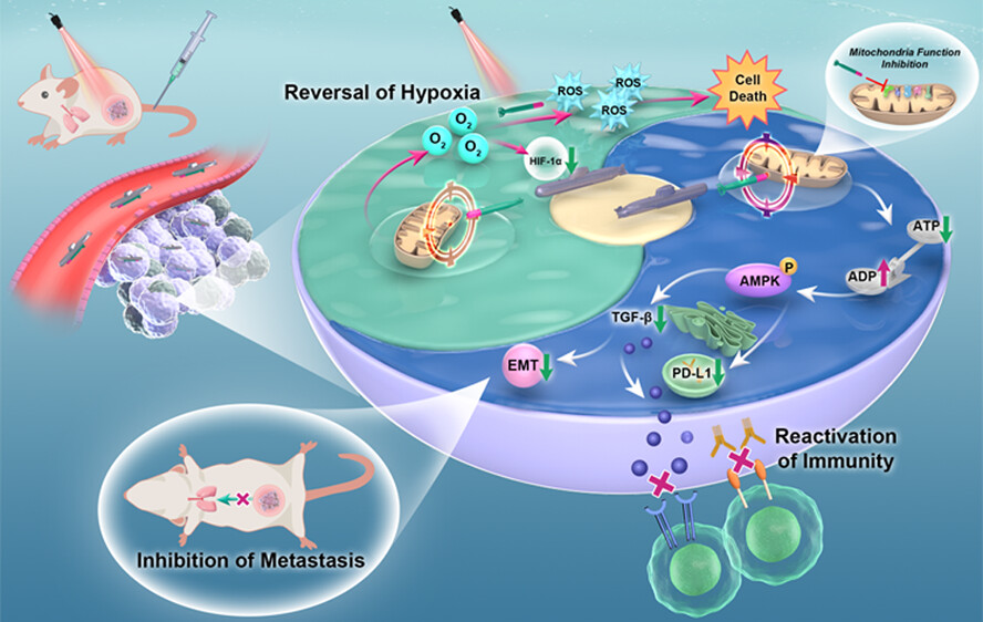 Unlock Peak Performance: The Benefits of Mitochondrial Support Patches